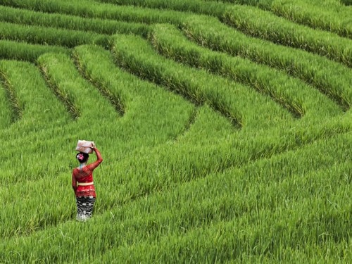 惊人的JATILUWIH水稻梯田：美姿与巴厘岛的当地天才