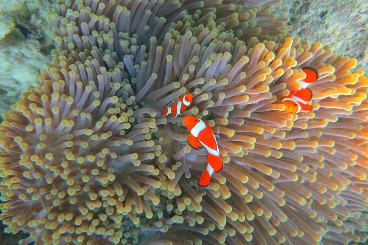 2018 와카토비 웨이브: 와카토비의 아름다운 바다와 문화 체험하기