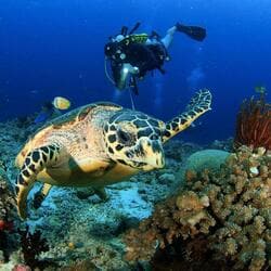 拉贾安帕（四王群岛）