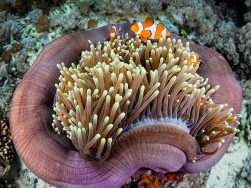 拉贾阿帕特WAYAG岛：当今世界级旅行目的地的专业首选