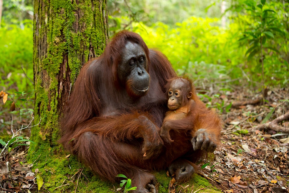 INDONESIA among TOP TEN COUNTRIES TO VISIT in 2019: Lonely Planet Best in Travel 2019